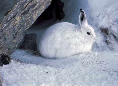 Lièvre variable ou blanchon, dans la neige, en parure hivernale, (Lepus timidus).