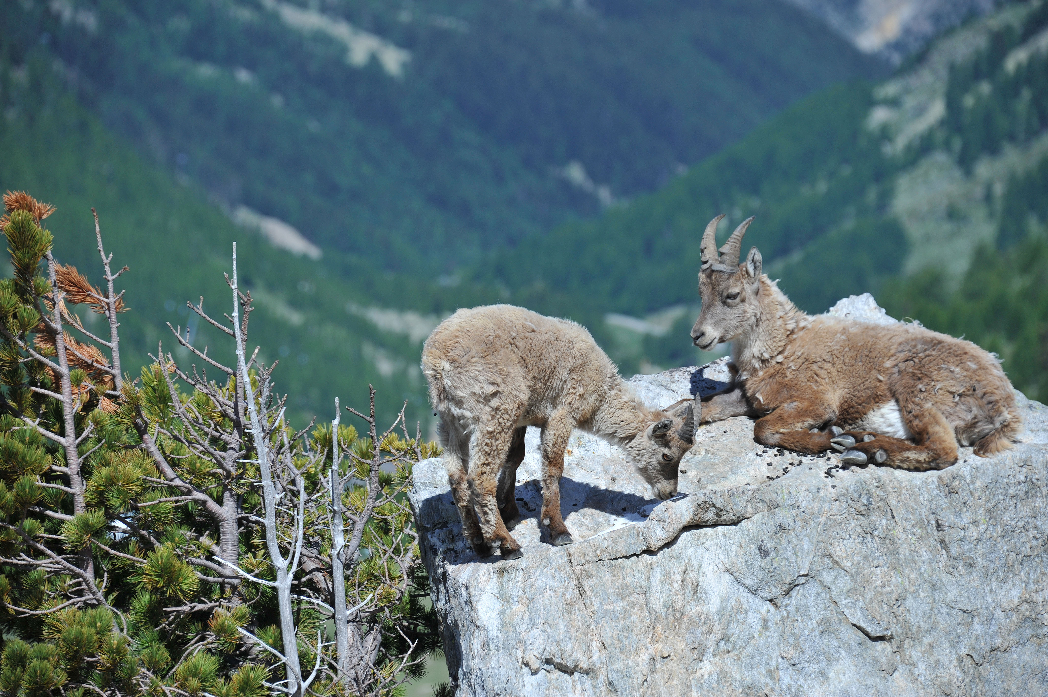 Deux jeunes bouquetins des Alpes sur un rocher, (Capra ibex), sur un rocher