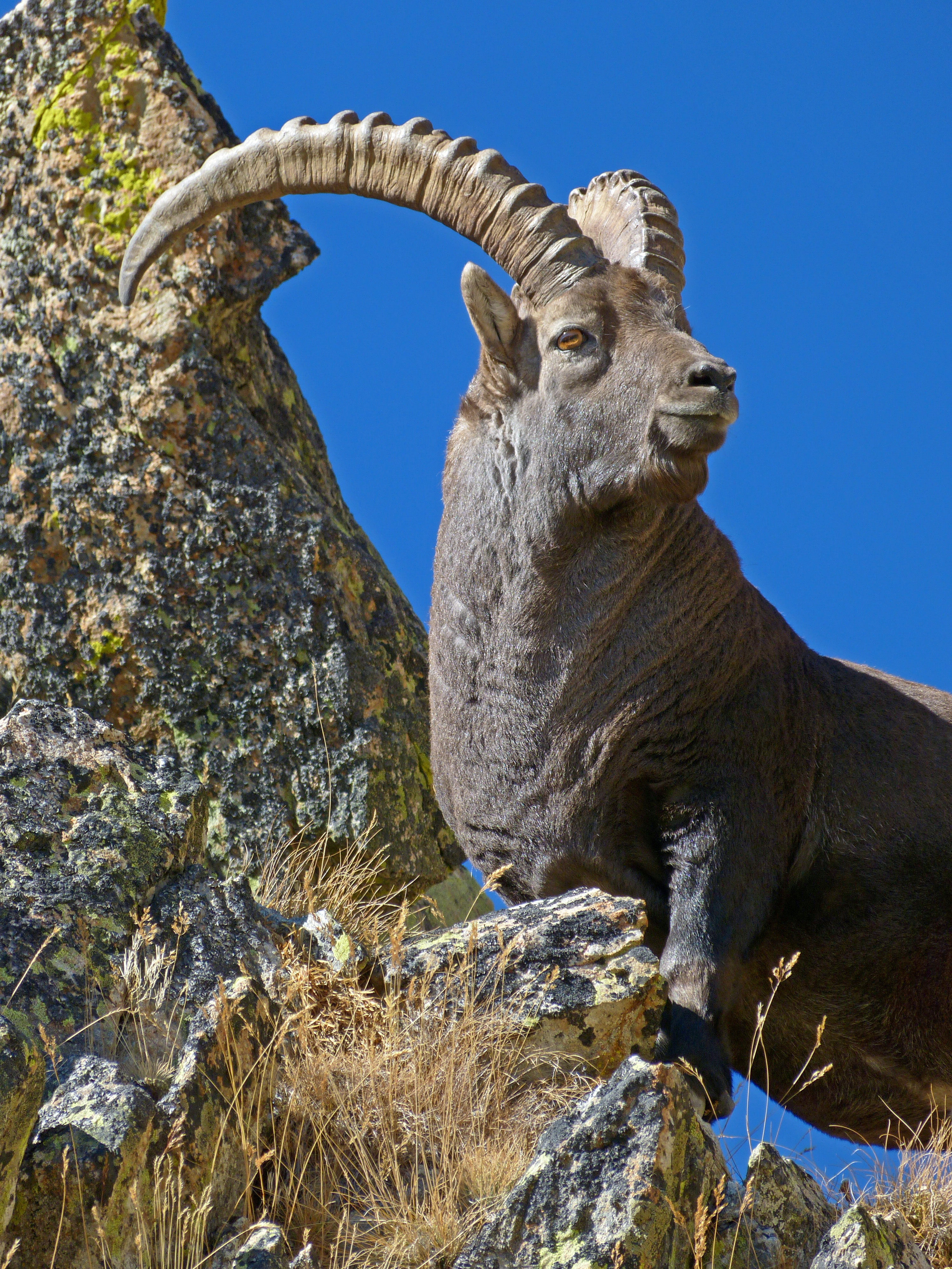 Bouquetin des Alpes, (Capra ibex), bouquetin mâle à l'Agnel, sur fond de ciel très bleu