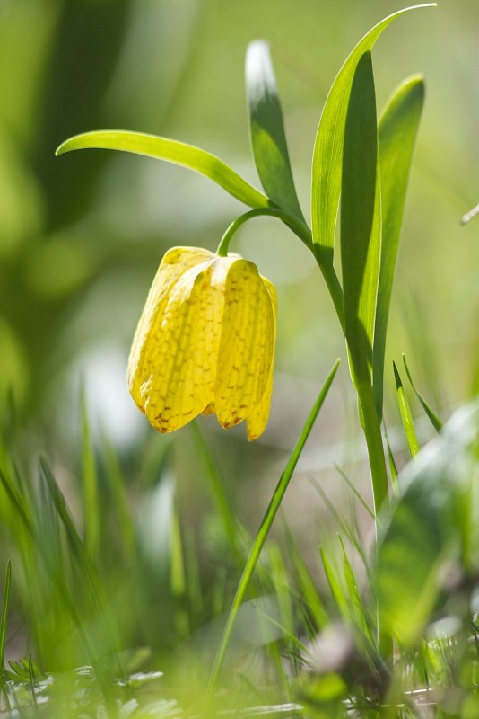 Fleur du Mercantour | Actualités