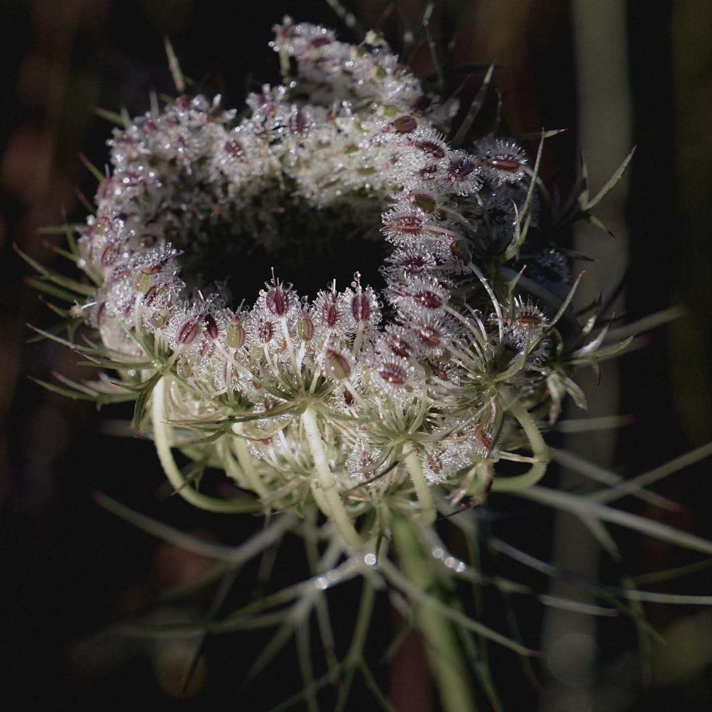 Fleur de carrote sauvage - Paysan Parfumeur