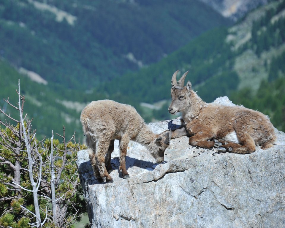 Deux jeunes bouquetins des Alpes sur un rocher, (Capra ibex), sur un rocher