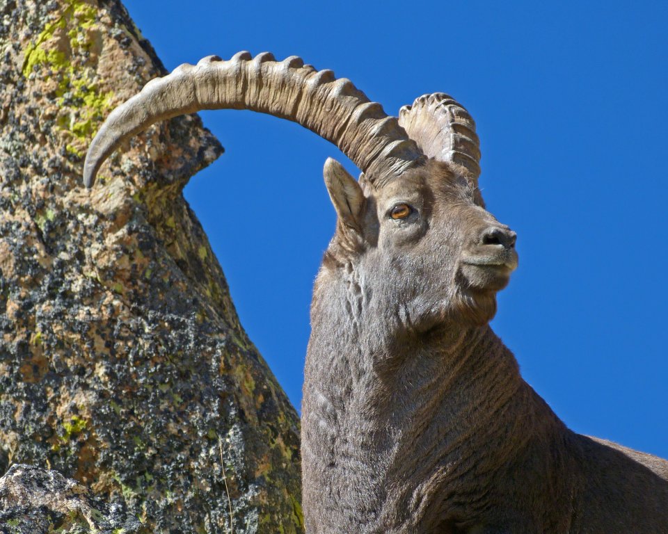 Bouquetin des Alpes, (Capra ibex), bouquetin mâle à l'Agnel, sur fond de ciel très bleu