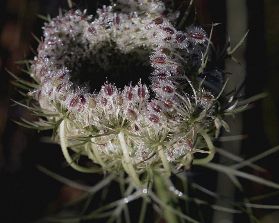 Fleur de carrote sauvage - Paysan Parfumeur