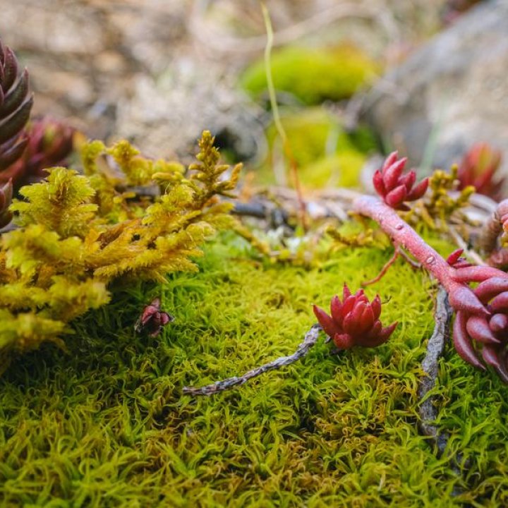 Nicolas SVETCHINE - Photographie Nature_Valdeblore