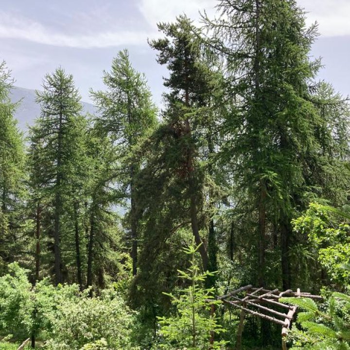 Arboretum Roure IMG_3112.jpg - Les grands mélèzes de l'arboretum