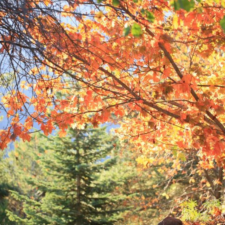 photos-Sergey-Karepanov-(15).jpg - L'arboretum en automne 