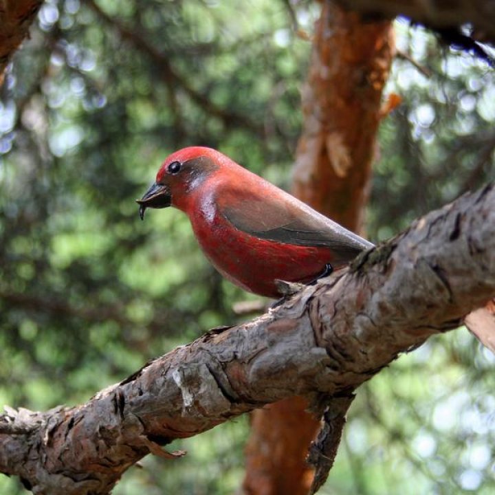 beccroisé_6405 ca 15x15.jpg - Le sentier des oiseaux
