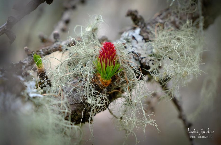 Nicolas SVETCHINE - Photographie Nature_Valdeblore
