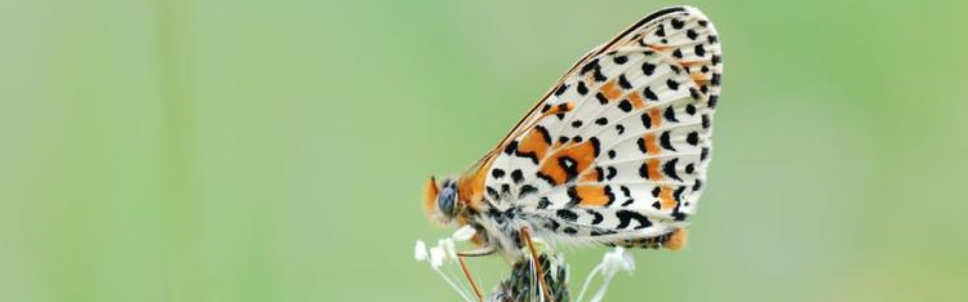 Initiation à la recherche et à la détermination des papillons de jour