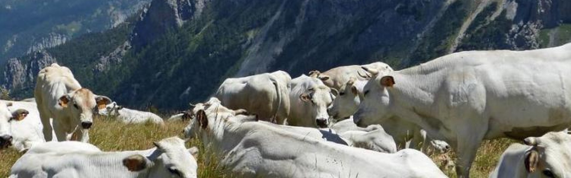 Conférence - Le Pastoralisme