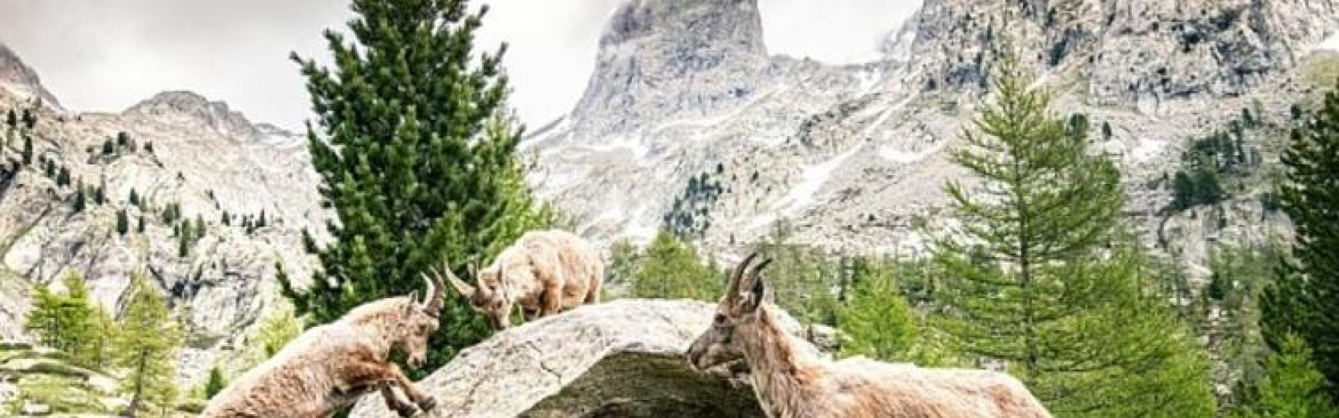 Le Parc national du Mercantour et ses richesses