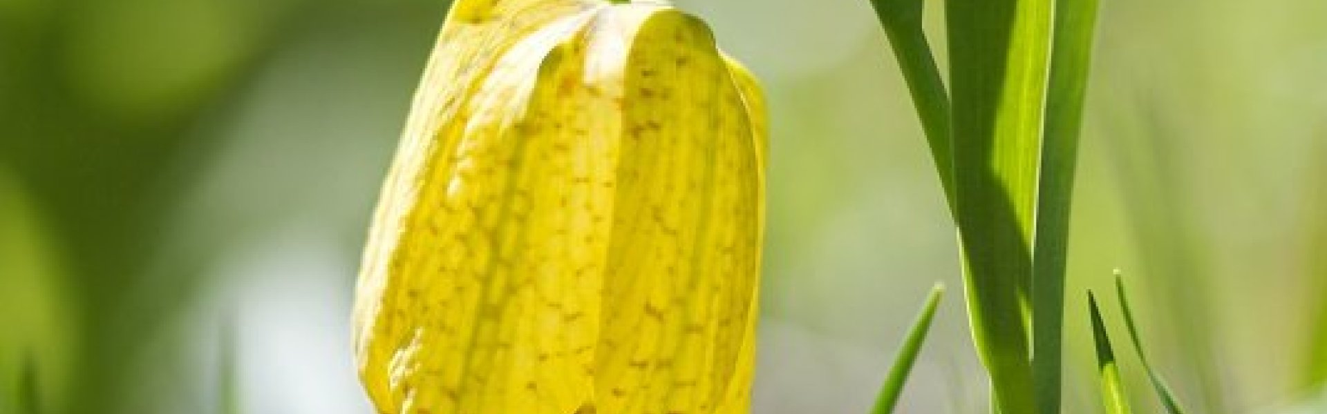 Fleur du Mercantour | Actualités 