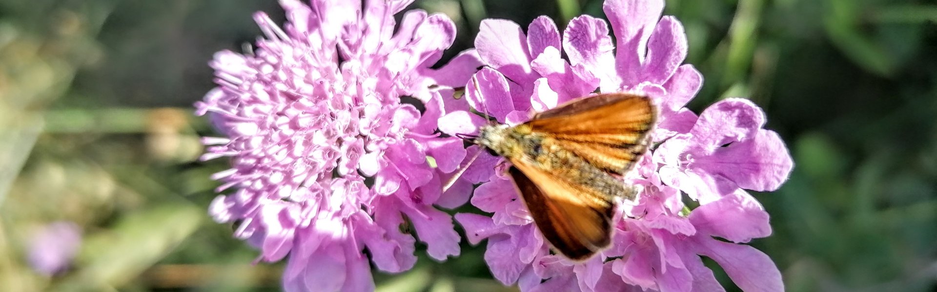 Papillon sur une fleur