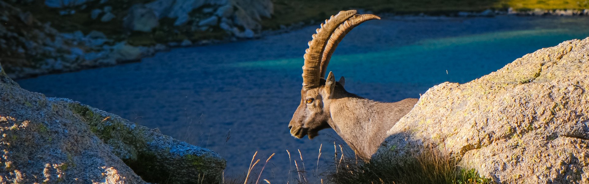 Lac du territoire du Mercantour avec bouquetin