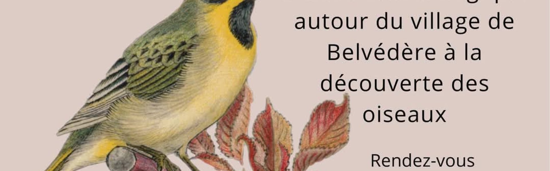 Affiche les oiseaux de mon village
