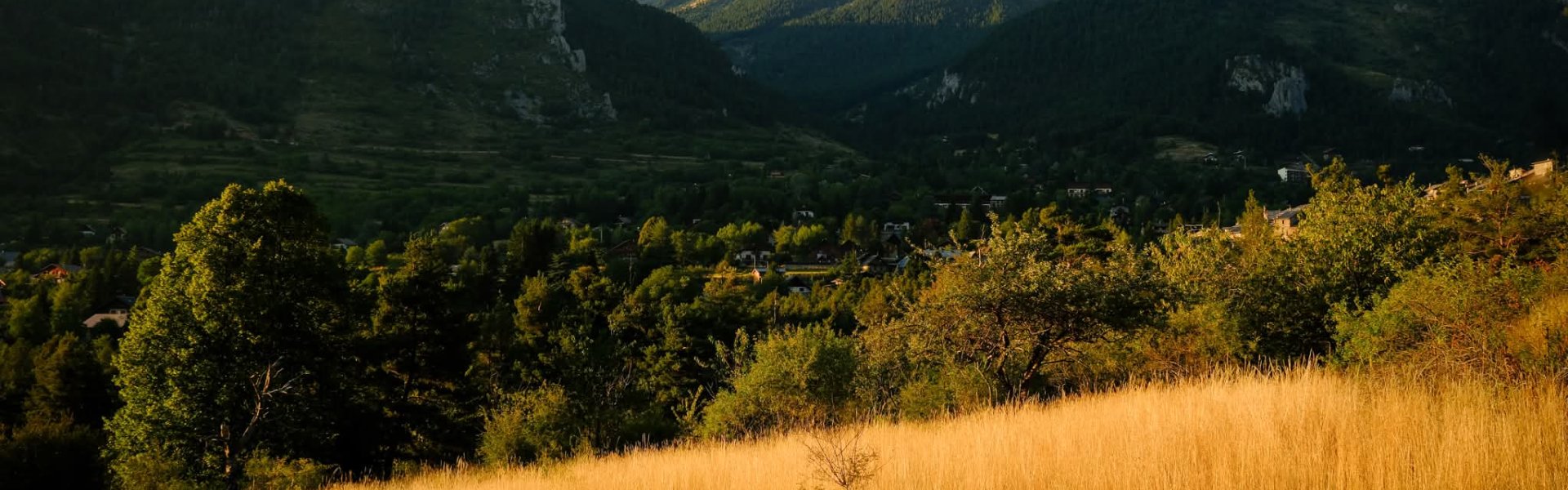 Prairie et forêt dans le Mercantour 
