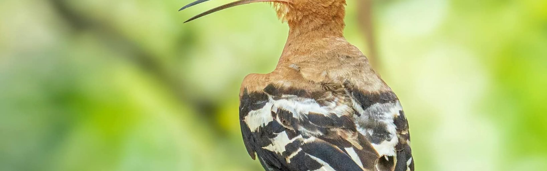 Oiseau sur un arbre
