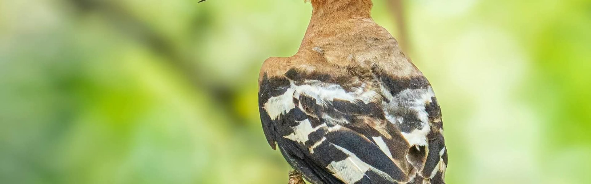 Oiseau sur un arbre