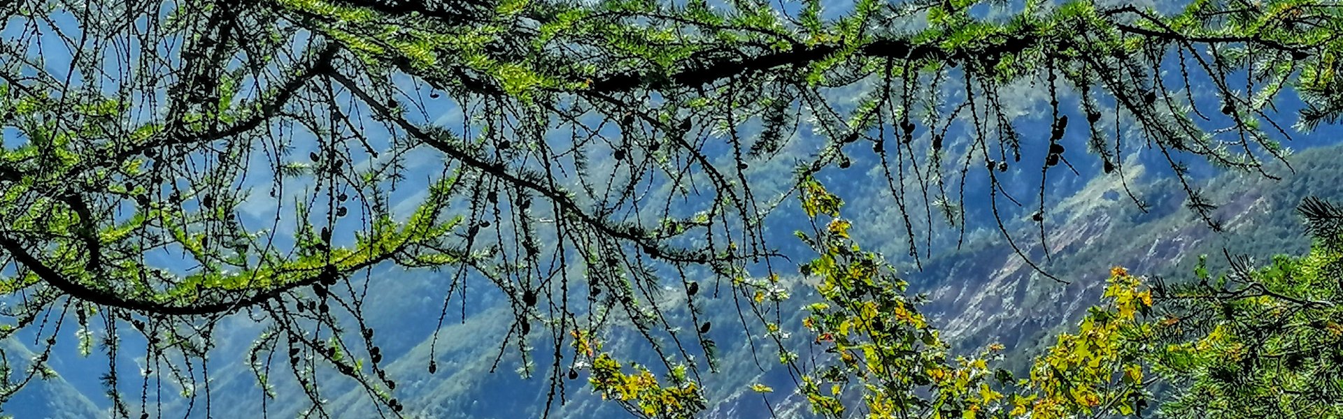 Arboretum de Roure - Journée porte ouverte 2024