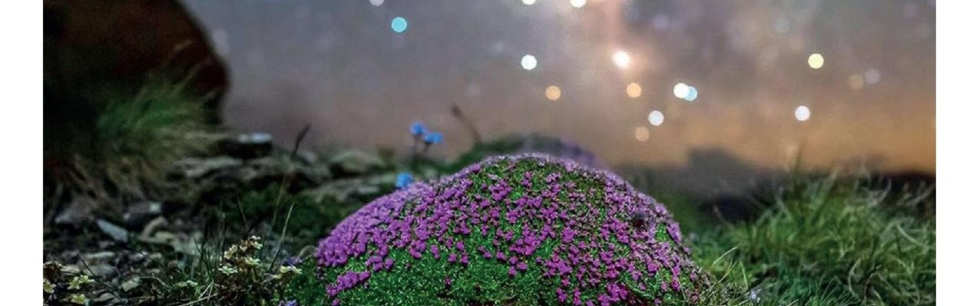 Exposition les fleurs sous les étoiles - Barcelonnette