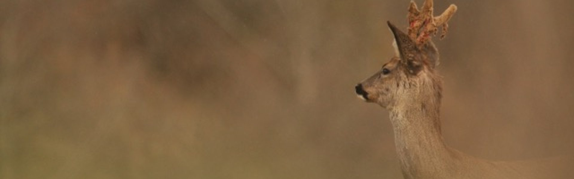 Observation de la faune lors d'un stage