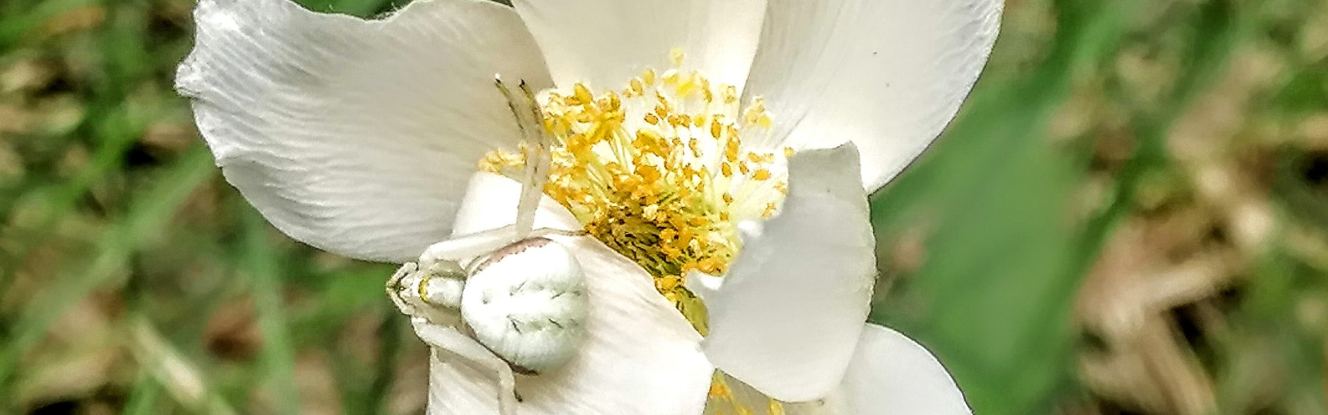 Fleur avec araignée