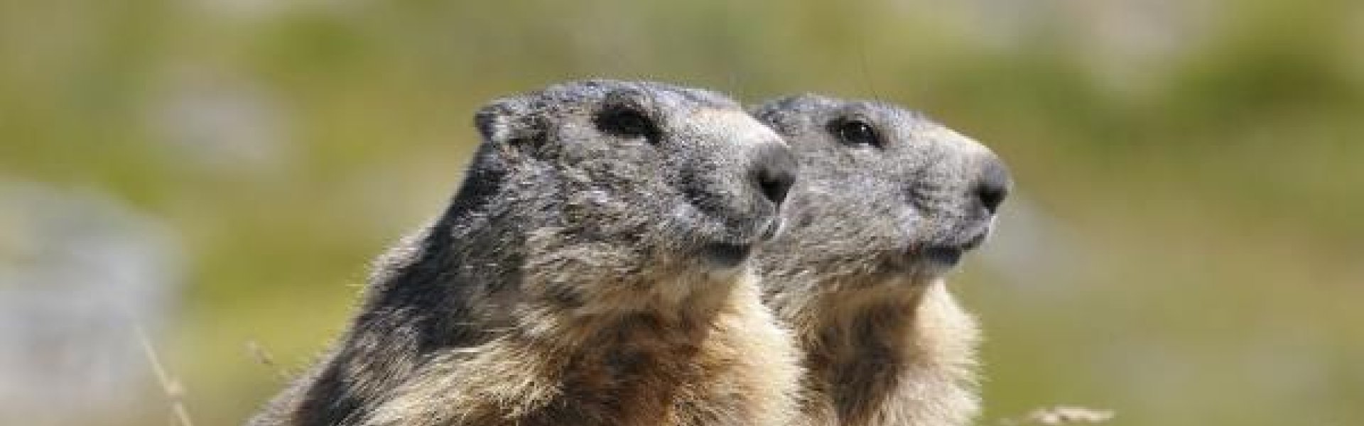 Rencontre avec les marmottes