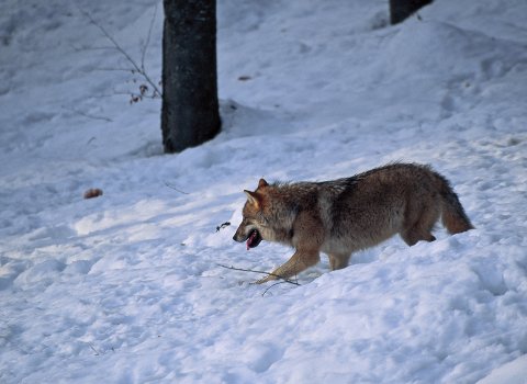 Loup -Hiver