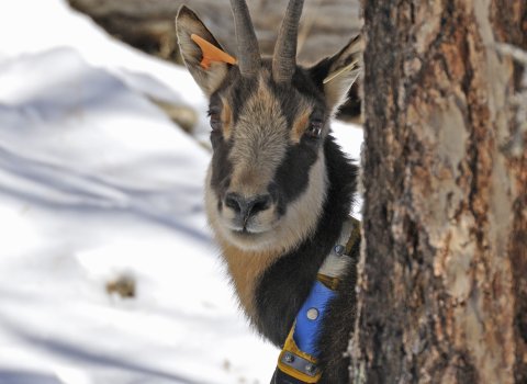 Chamois - Hiver