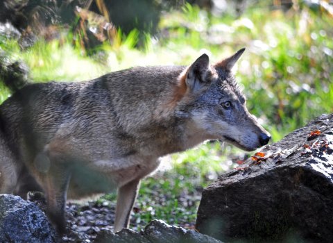 Loup en milieu forestier, (Canis lupus italicus)