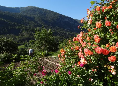 Jardin potager d'une chambre d'hôtes du Mercantour