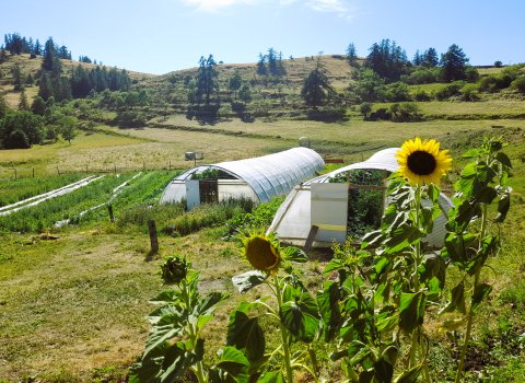 Potager en été