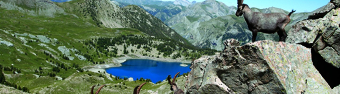 bouquetin au-dessus de lac d'Allos