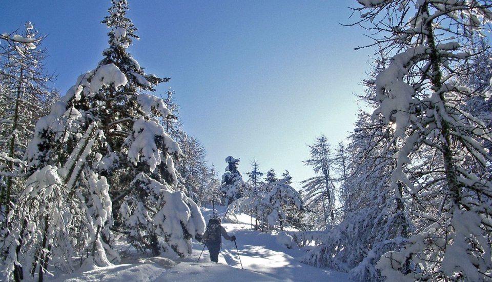 Randonnée raquettes dans une forêt du Mercantour