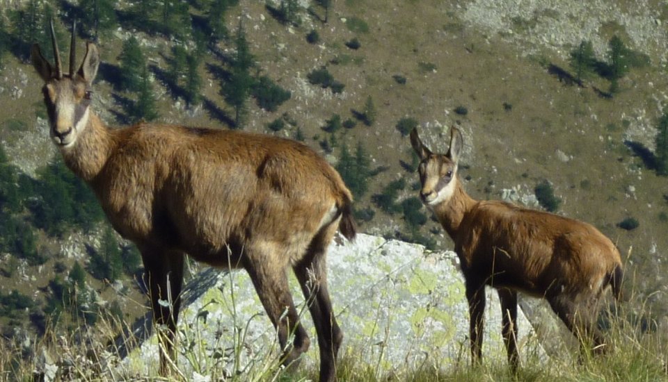 Chamois dans le massif de l'Argentera - Mercantour