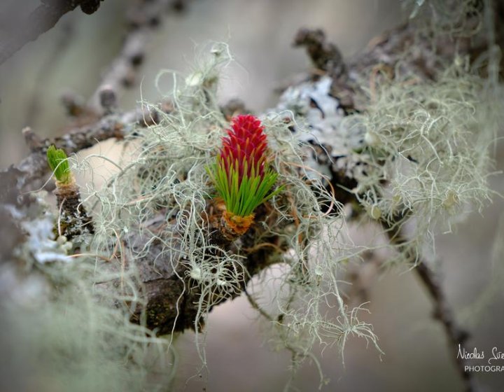 Nicolas SVETCHINE - Photographie Nature_Valdeblore