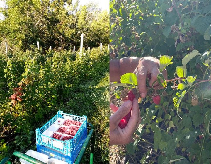 Rouge baies_Allos - Rouge baies_Allos