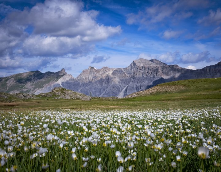 Prairie de renoncules dans le Salso Moreno avec barre du Salso, pas de la Cavale, Bonnet carré