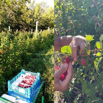 Rouge baies_Allos - Rouge baies_Allos