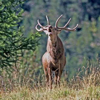 Cerf élaphe, (Cervus elaphus), à l'époque du brame.