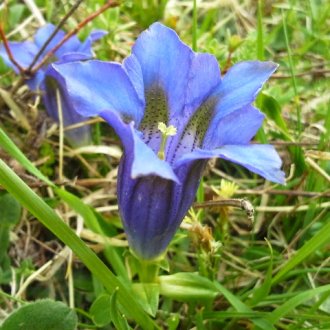 Gentiane dans une prairie du Mercantour 