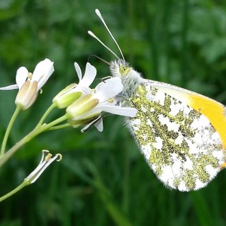 Papillon sur une fleur dans le Mercantour 