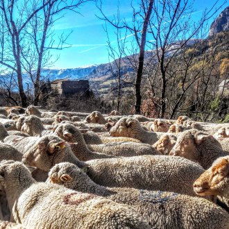 Troupeau de moutons avec vue sur le fort de Savoie 