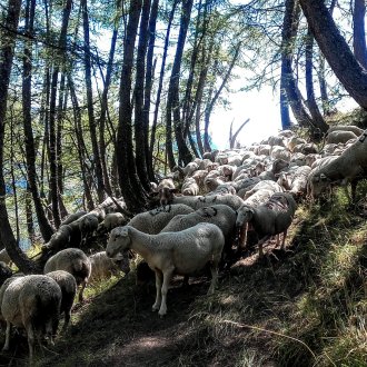Troupeau de moutons dans une forêt du Val d'Allos 