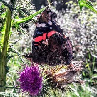 Papillon sur une fleur - Vallée Haut-Verdon