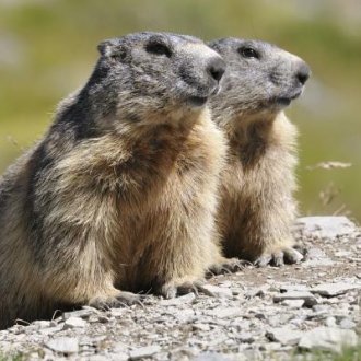Marmottes -Parc national du Mercantour