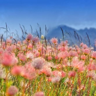 Prairie fleurie près des lacs de la Braissette et de la Moutière au mois d'août