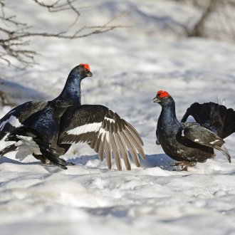 Tétras lyre male sur la neige 
