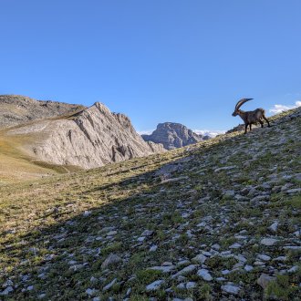 Paysage du Mercantour avec bouquetin 